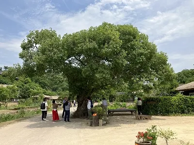 良洞村の中心にある亭子木