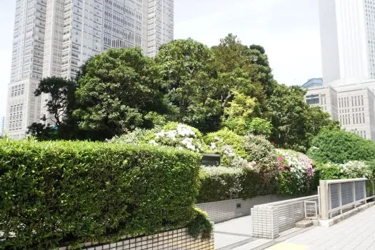 常緑樹によるまとまった景観