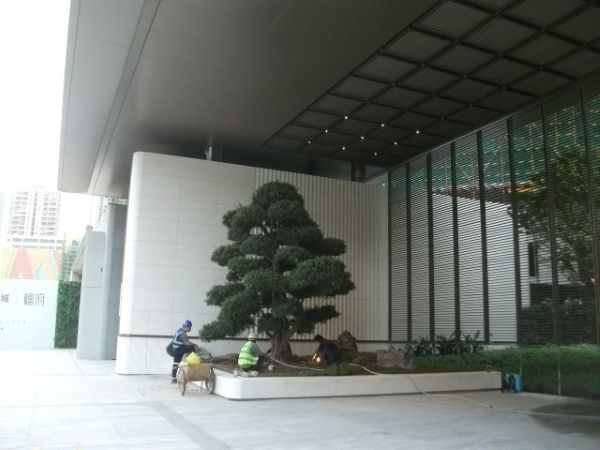 大門に品格を添えるラカンマツの植え込み