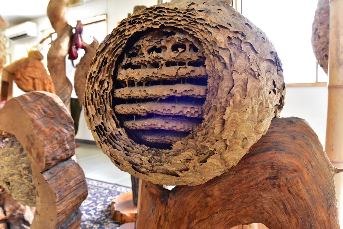 蜂の巣 本物 60cm ZIPANG TOURISM: ジパングツーリズム | 日本をよりディープに旅する
