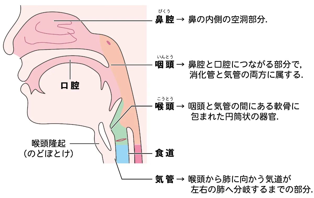 呼吸器系