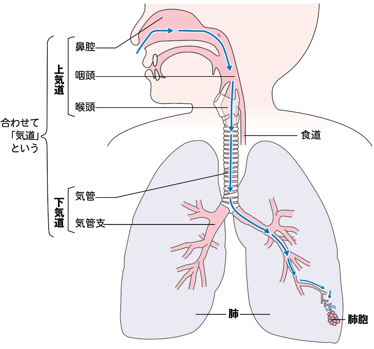 専門医のための呼吸器外科の要点と盲点 2 / 土屋 了介【監修