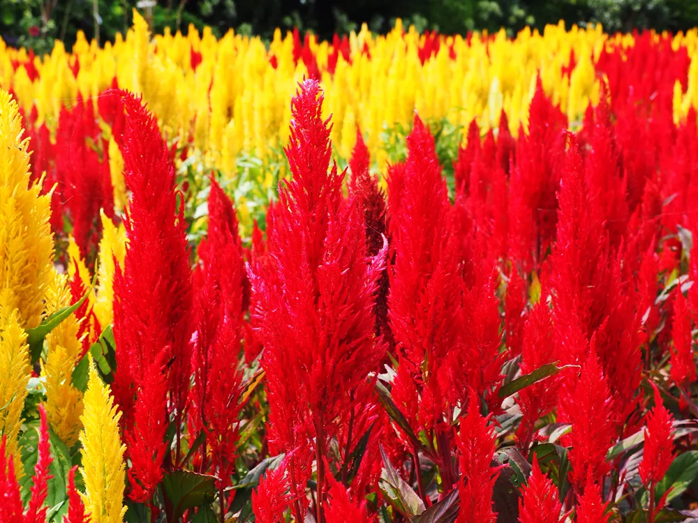 花咲く入江　ミコノス島 Information on the flowers blooming in Island Park | Nokonoshima