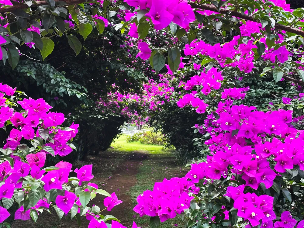 葉*玖様 中国 tutulong トトリュ 800% 花園秘語 桃 ピンク 中国 tutulong トトリュ 800% 花園秘語 桃 ピンク - メルカリ