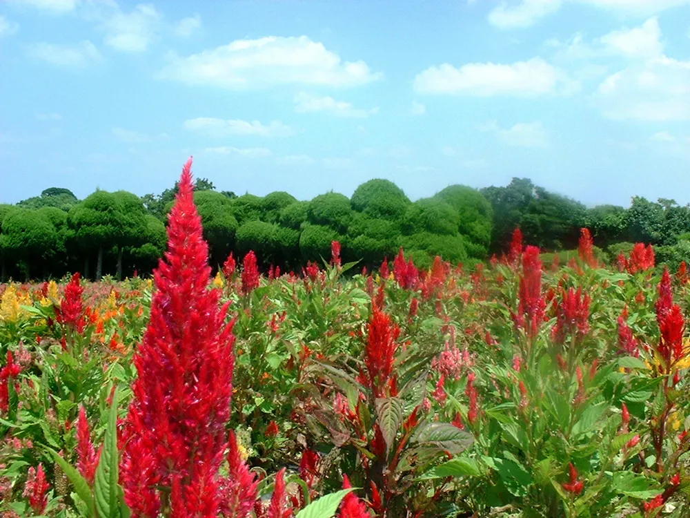 花咲く入江　ミコノス島 花咲く入江 ミコノス島 【公式通販】