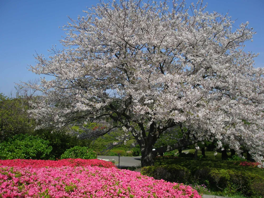 Information on the flowers blooming in Island Park