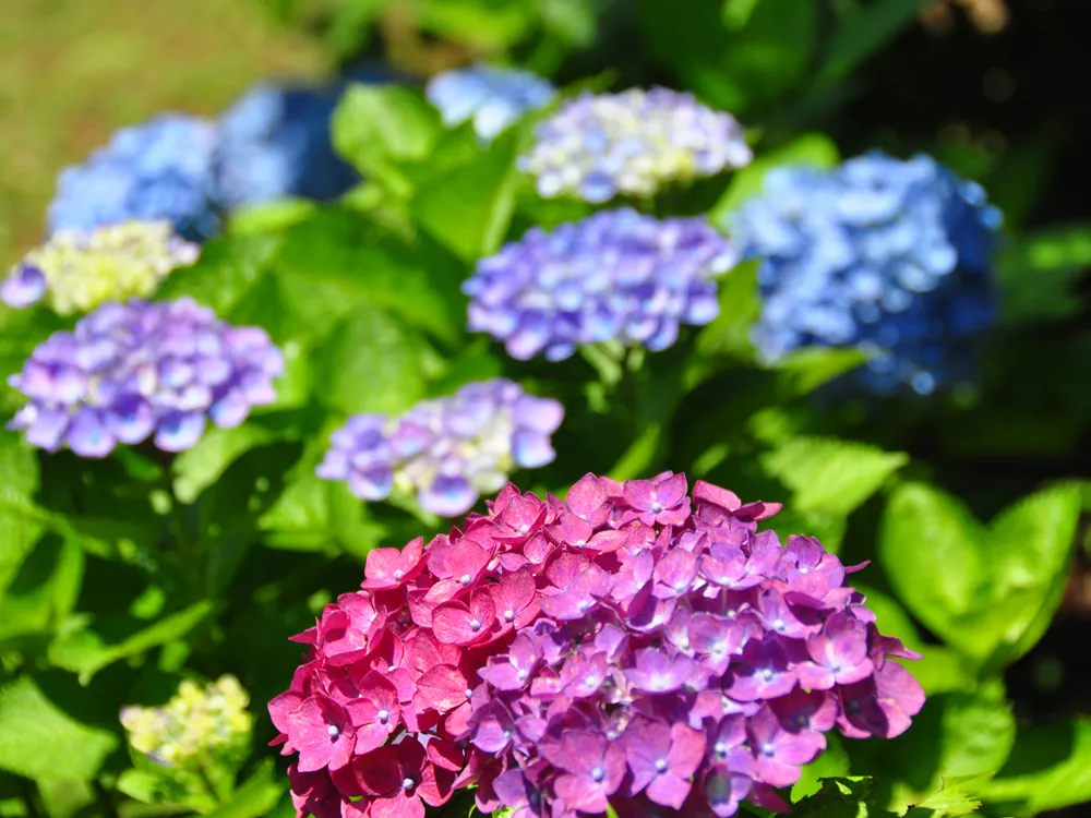 アイランドパークに咲く花々の各情報 | のこのしまアイランドパーク