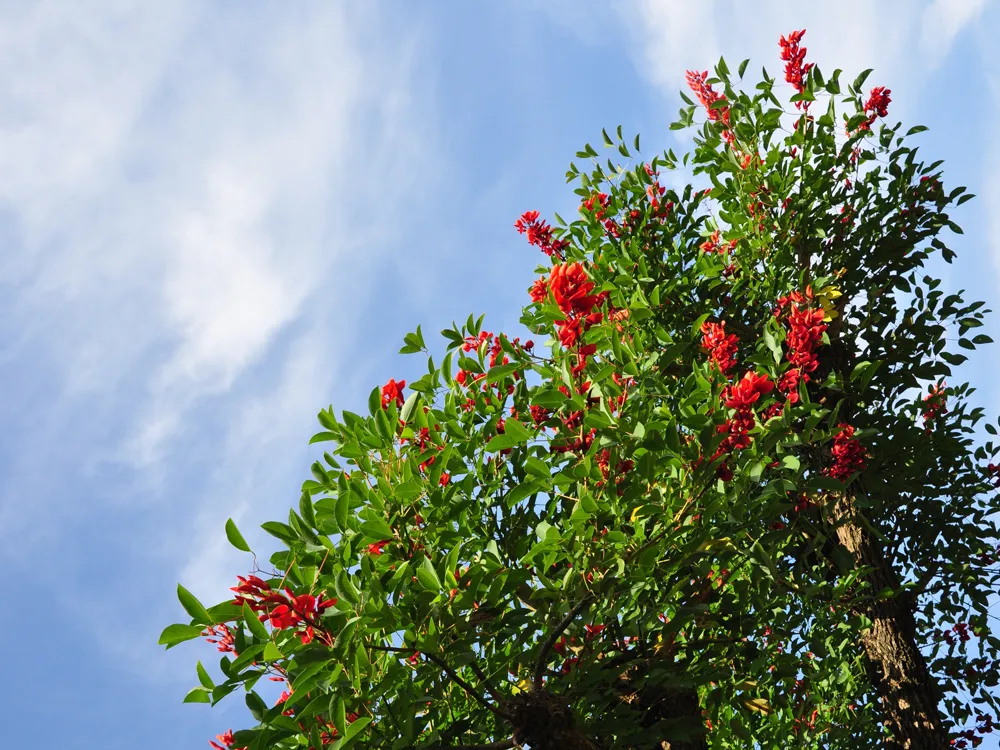 アイランドパークに咲く花々の各情報 | のこのしまアイランドパーク