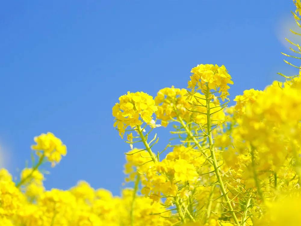 大人気アイテム blooming flowers the on Information in Park Island 果物