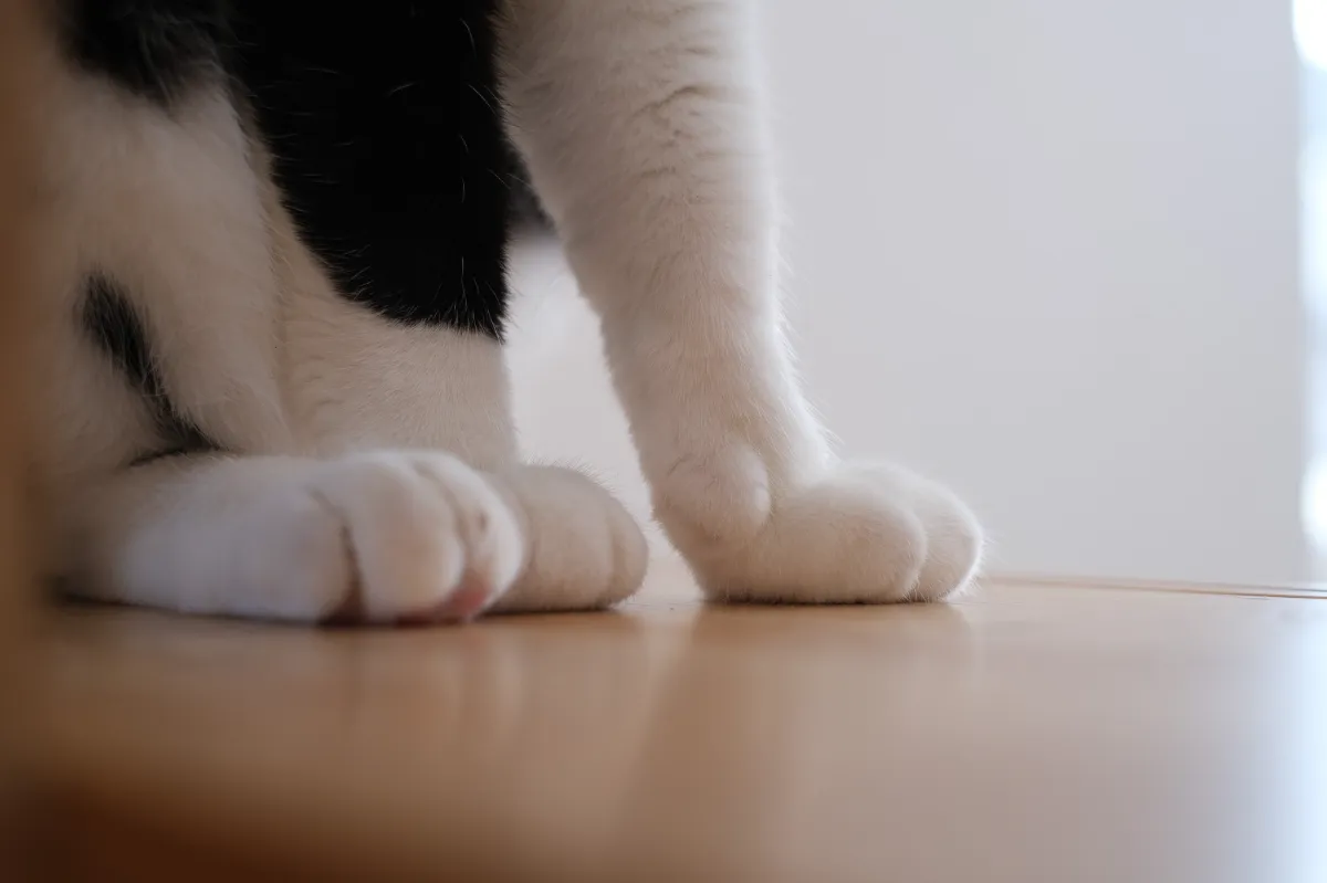 商談中】愛犬も愛猫も。一緒に暮らせる土間の家｜北王｜札幌・帯広の 