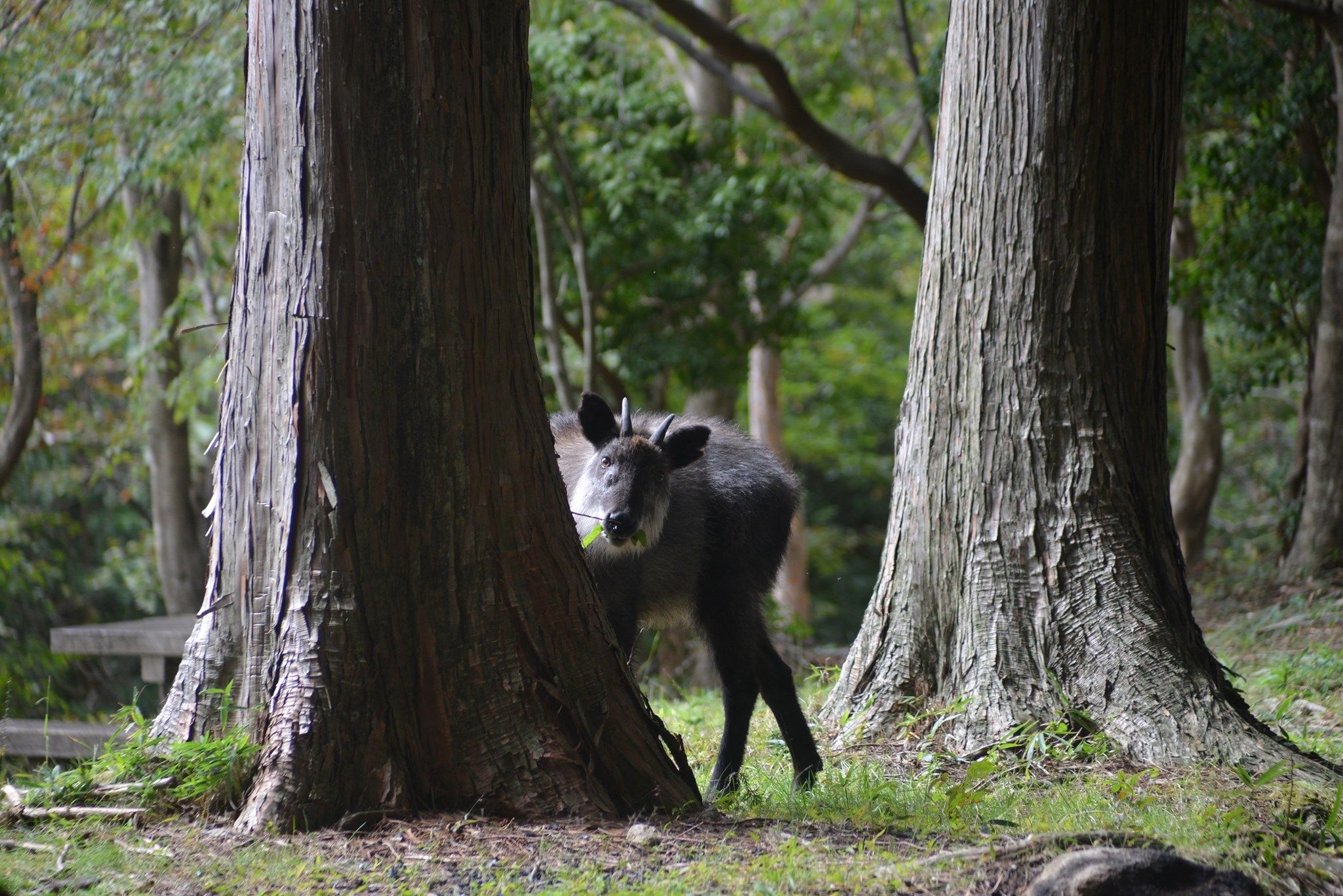 ヒカリゴケ 笠置山 望郷の森キャンプ場 | KASAGI BASE CAMP