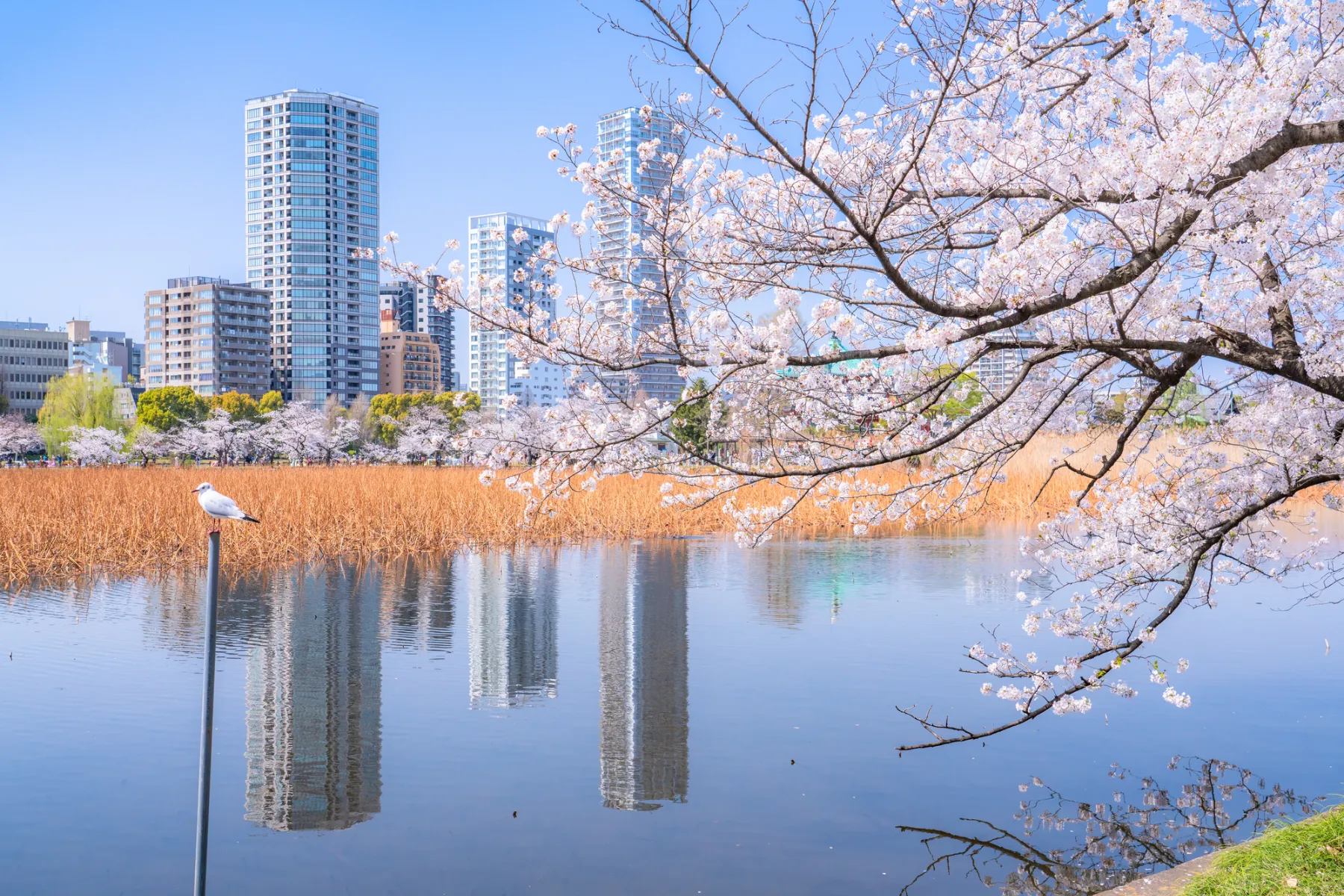 上野公園，包車、東京景點