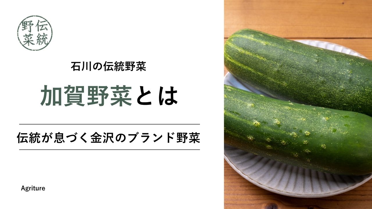 加賀（石川）限定:加賀野菜 ぶらぶら5種】2007年 はろうきてぃ根付け 美品