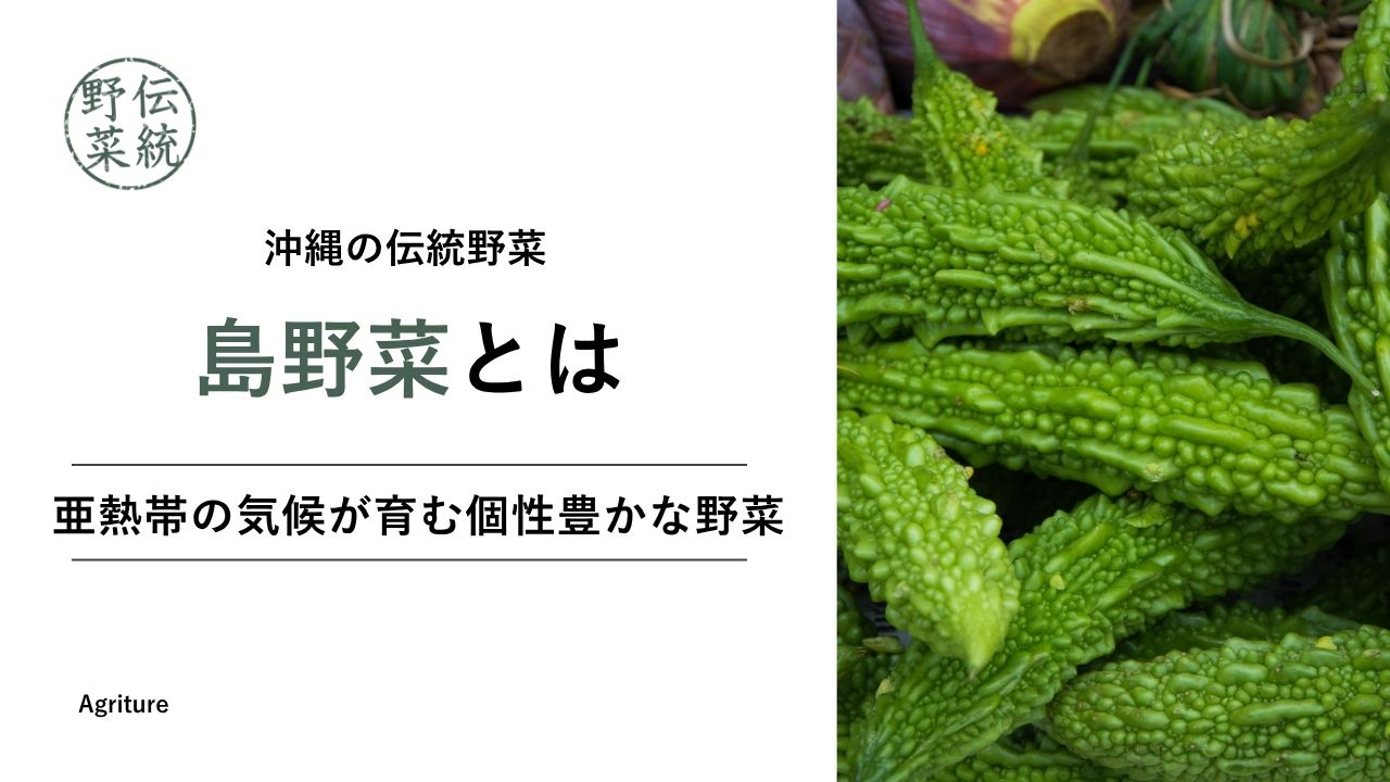 沖縄の島野菜：亜熱帯の気候が育む個性豊かな野菜 ｜日本の伝統野菜