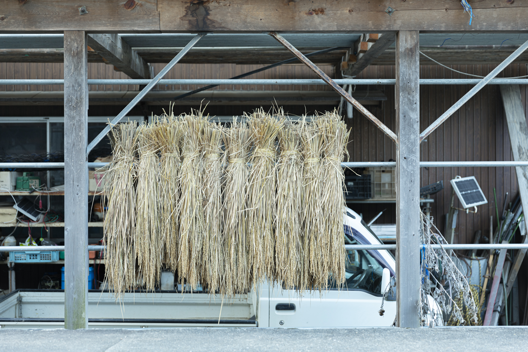 藁を干している様子