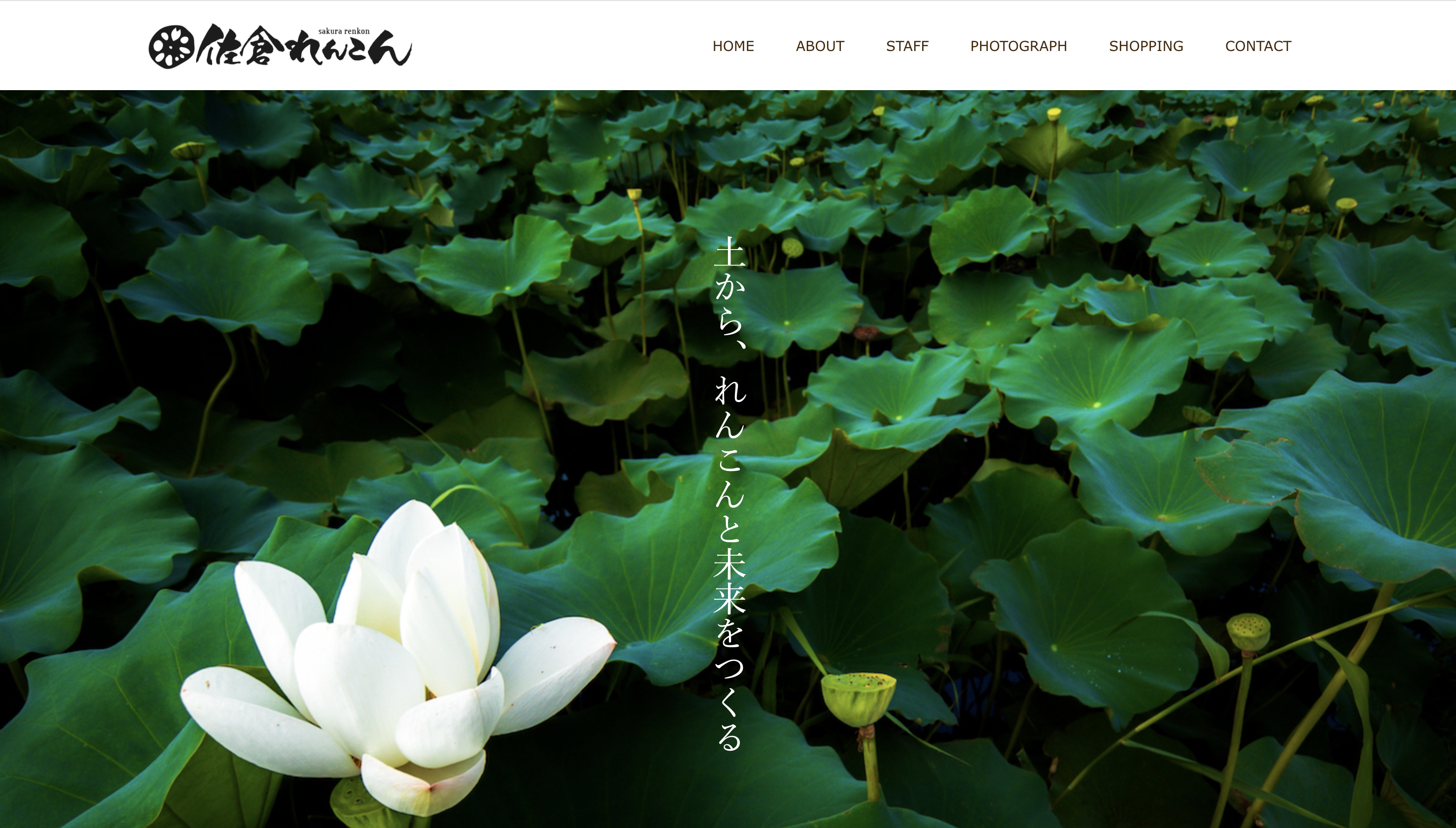 佐倉れんこん社との取り組み