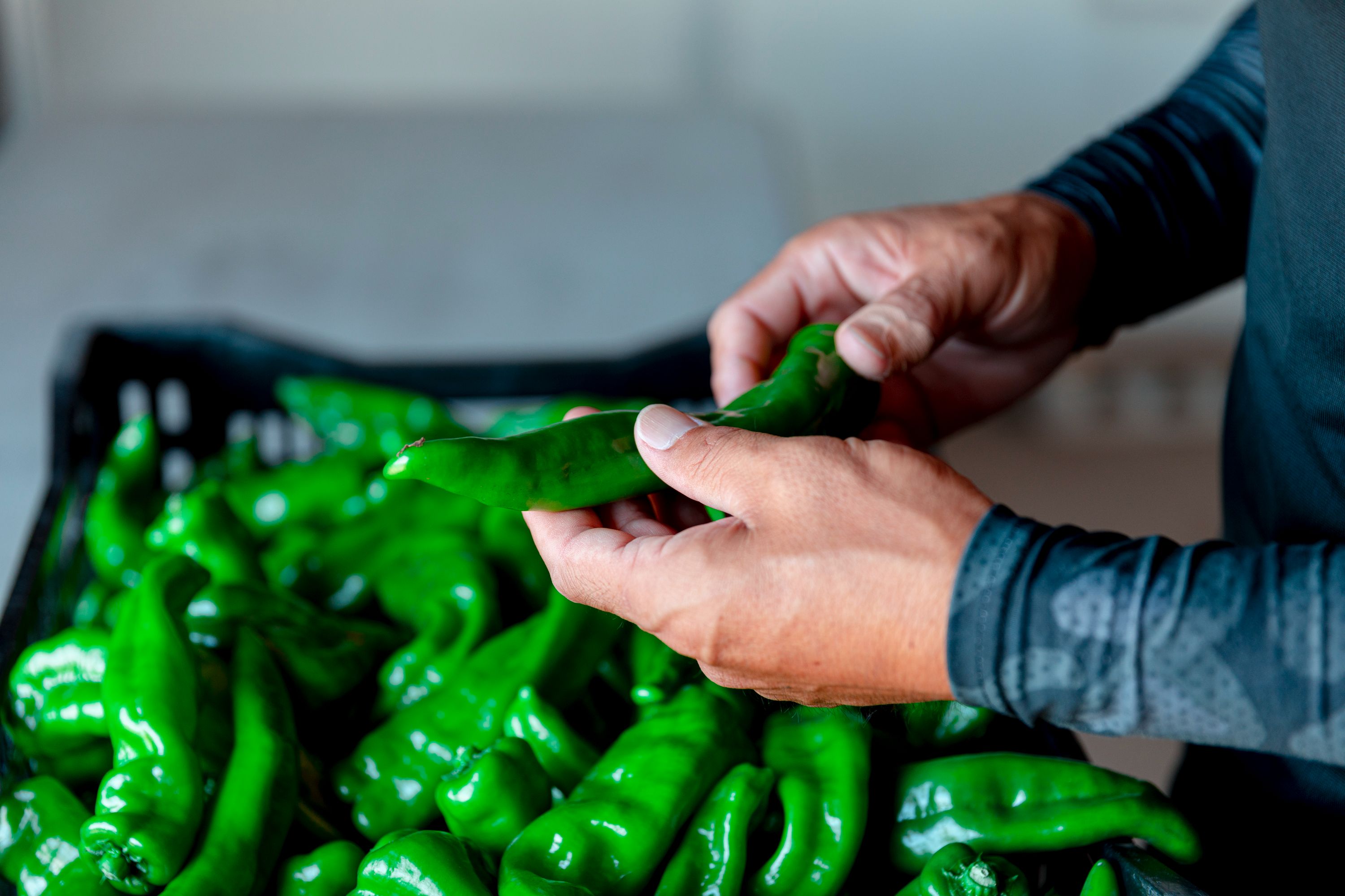 万願寺とうがらしを触っている写真