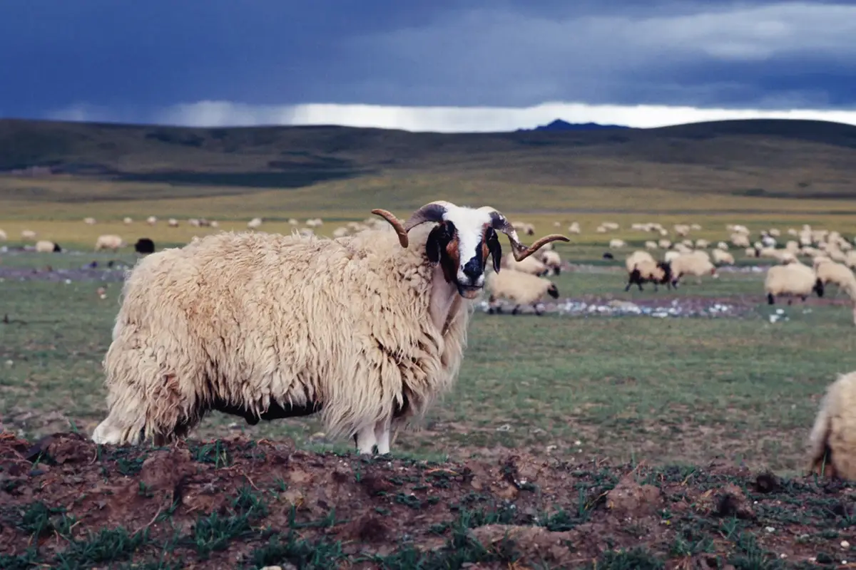 チベットラグ手織り絨毯スーパファインウールラグ93cmx157cmファイン