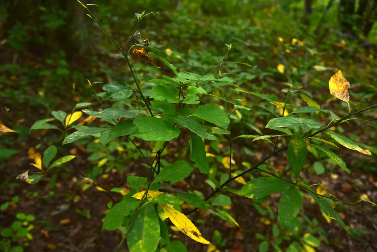 MOOSKA DE STUBEN（ムースカドストゥーベン）｜みなかみ町の薪サウナ