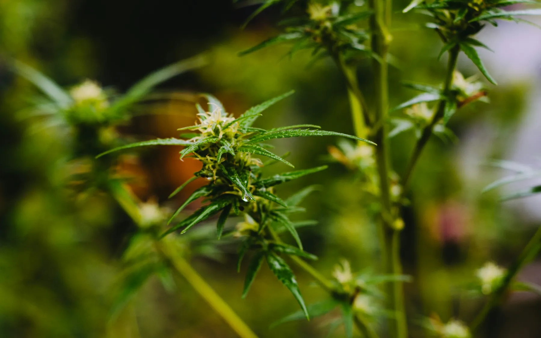 大麻|麻薬特例法について