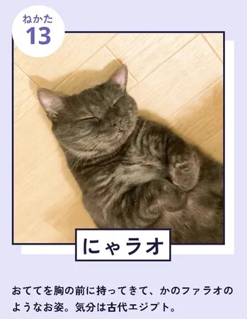 中川翔子の愛猫ピンクちゃんが「BSキャッ東」の社長に就任！ 2
