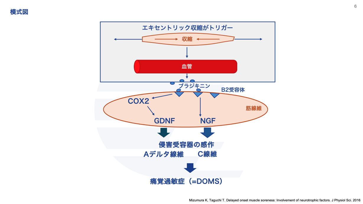 筋肉痛の「本当の」原因とは？ | S-CADE