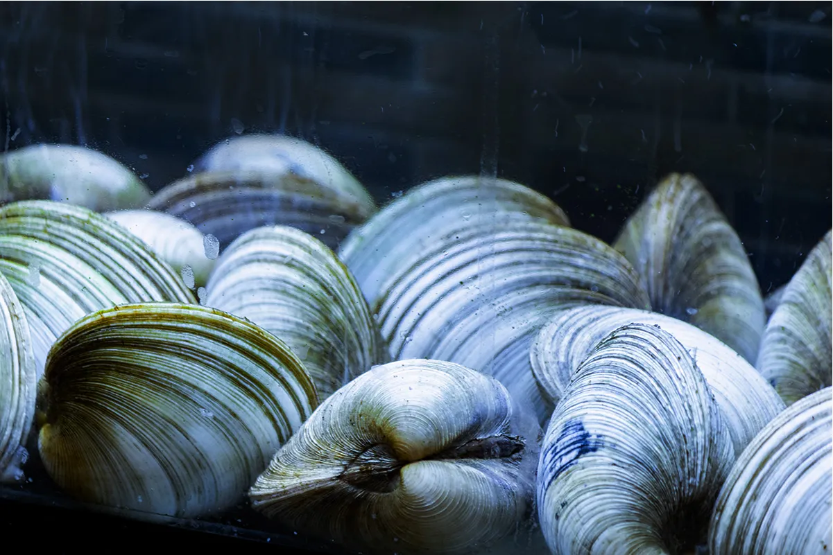 活き白蛤