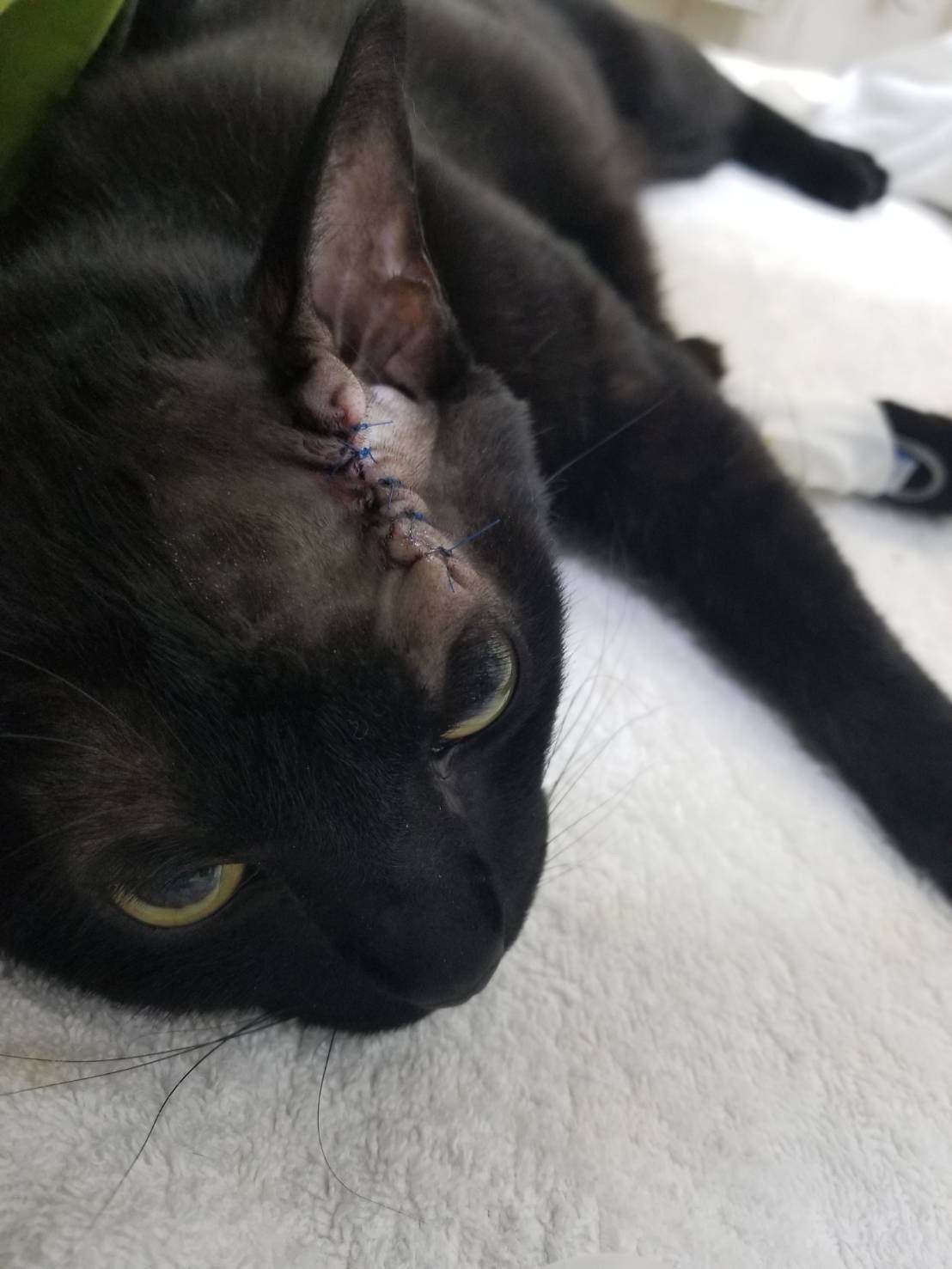 猫の肥満細胞腫 ｜うすだ動物病院｜札幌市清田区｜犬・猫・ｳｻｷﾞ・ﾊﾑｽﾀｰ