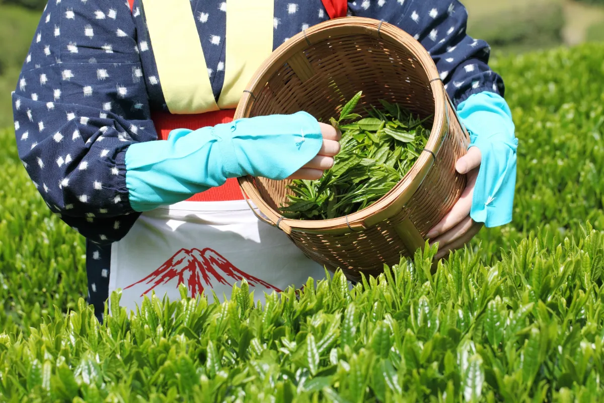 新茶の香り第一報のご案内｜お知らせ｜Good Small Company