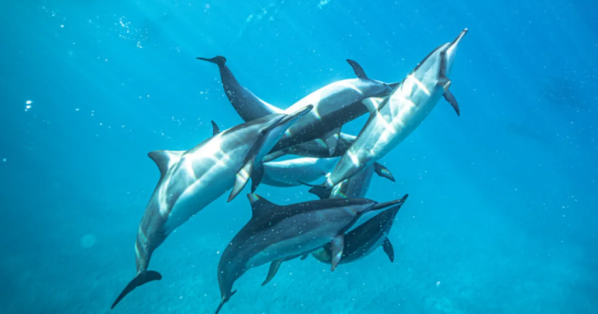 イルカが導く信じる力／写真展とトークショー「Leap to the faith