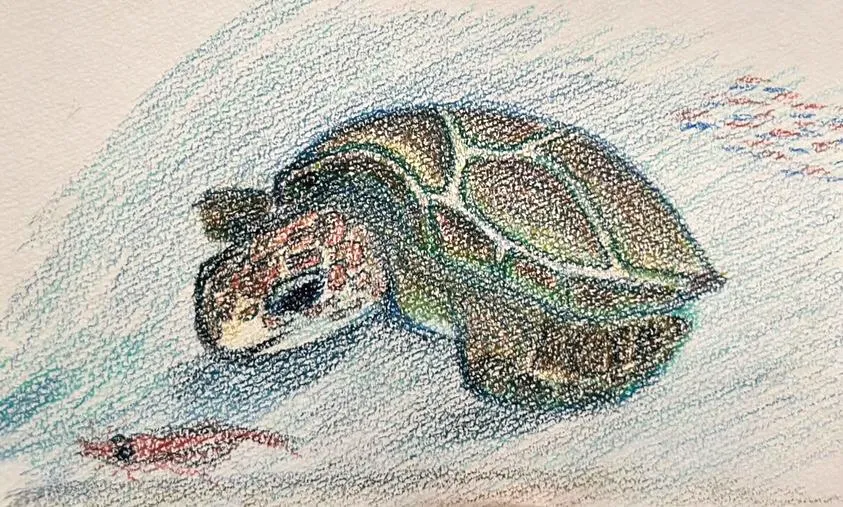 油絵 絵画 【海森のウミガメ】 ウミガメのアートポスター:sea_turtle_5571 通販