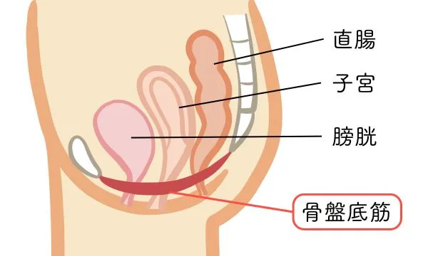 子宮 便器 看護師が解説】骨盤底筋を鍛えることの必要性について