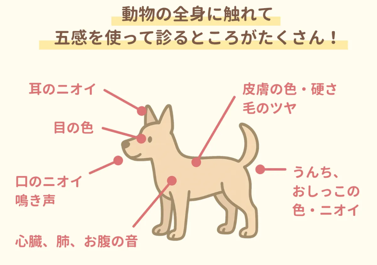 【新品同様】どうぶつ病院臨床検査 : 検査の選び方と結果のよみ方 楽天市場】どうぶつ病院臨床検査 検査の選び方と結果のよみ方の通販