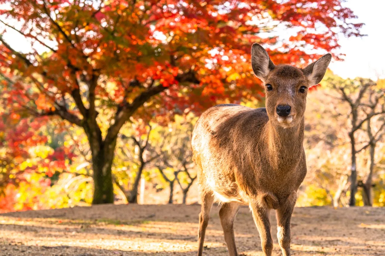 奈良公園 バリアフリー 