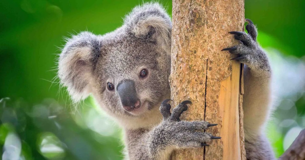 オーストラリア バリアフリー 