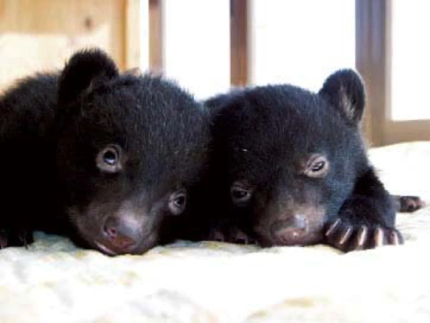 阿蘇カドリー・ドミニオン　バリアフリー