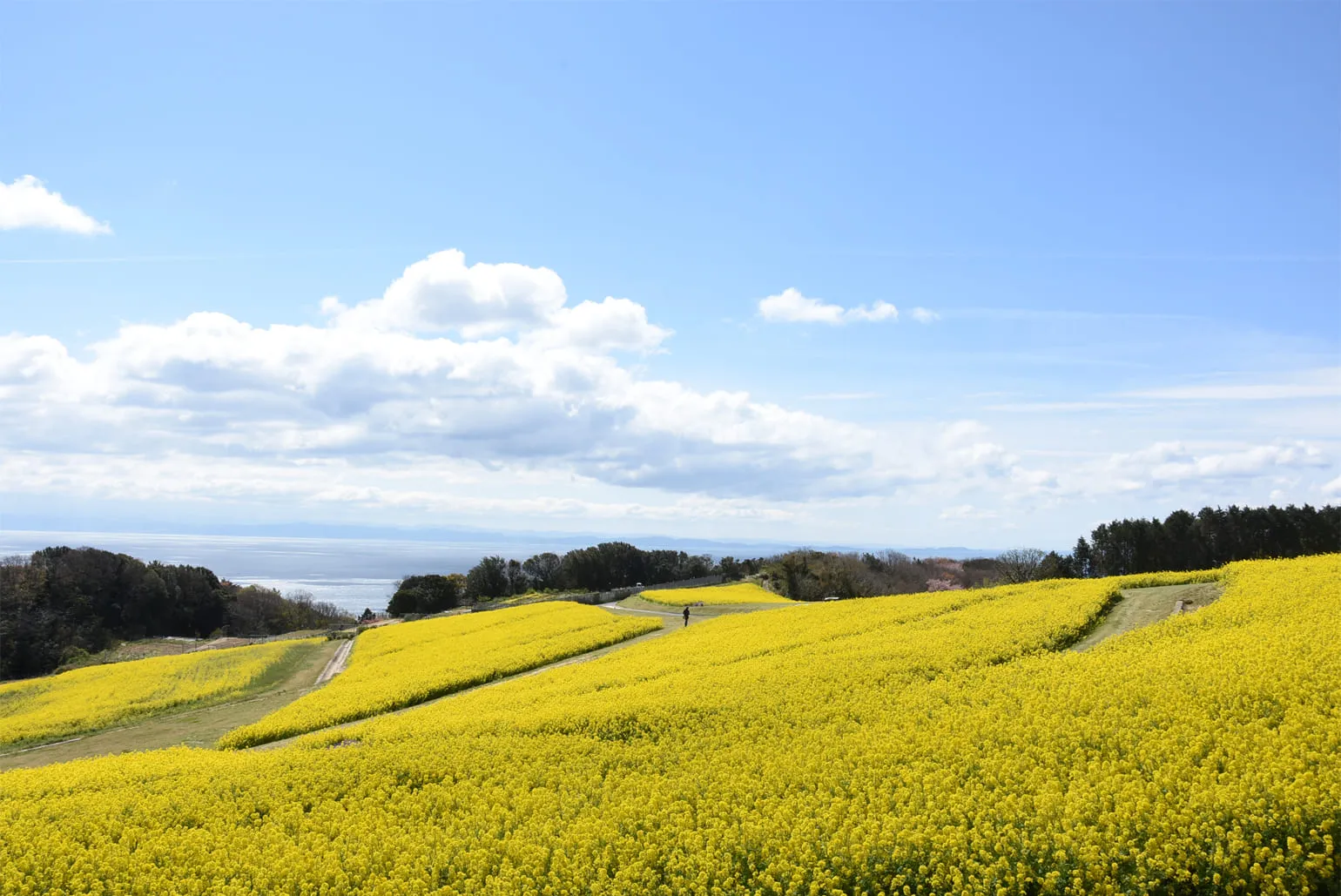 あわじ花さじき　バリアフリー