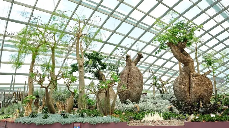 シンガポール植物園 バリアフリー 