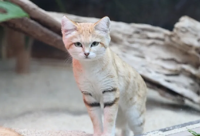 神戸どうぶつ王国 バリアフリー 