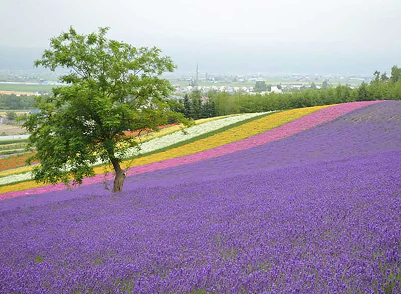 【北海道】富良野　バリアフリー情報
