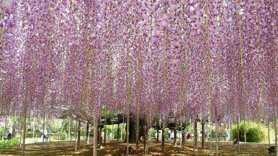 あしかがフラワーパーク　車椅子