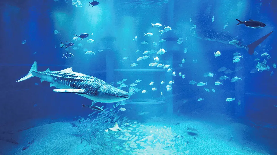 海遊館　バリアフリー