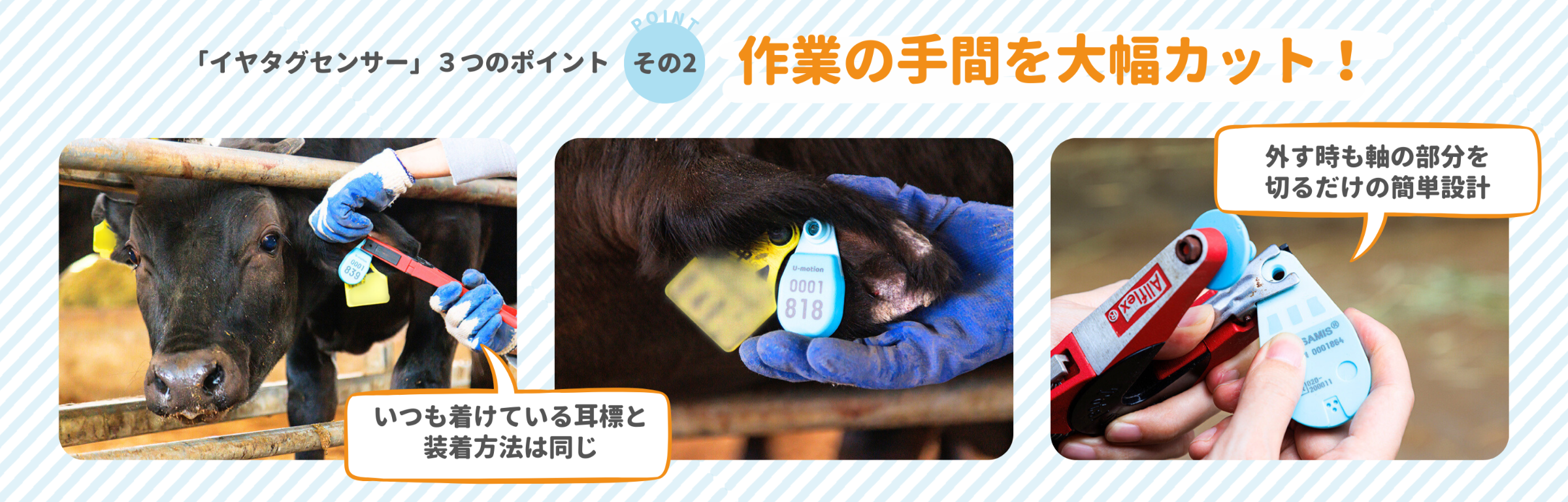 ユーモーション　15ポンド　試投のみ 累計販売台数20万台突破！ 47万頭の牛の飼養データを有する AI
