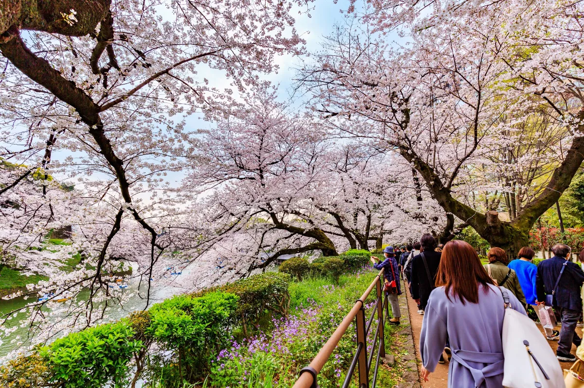 美しい桜の景色に出会える、LUUPで巡る桜スポット3選🌸 | LUUP letter
