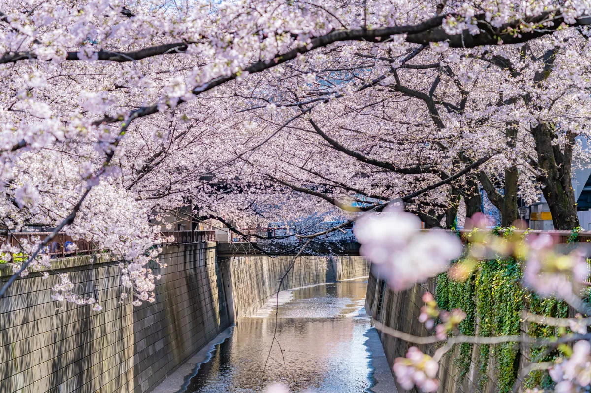 美しい桜の景色に出会える、LUUPで巡る桜スポット3選🌸 | LUUP