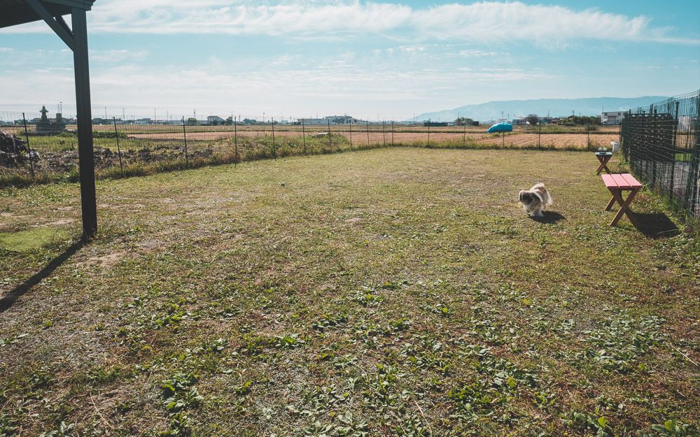 ふ～まるドッグラン5