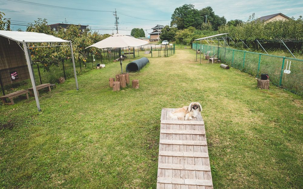 Dog Land シュシュ12