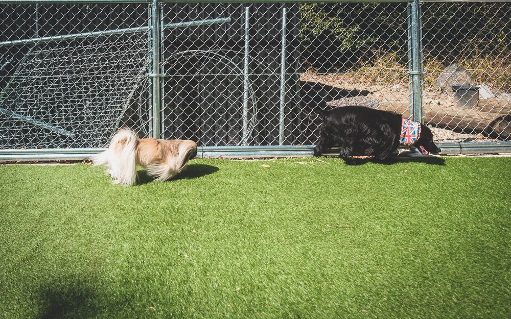 〇〇 Dogrun&cafe12