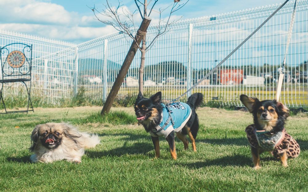 わんわん広場11