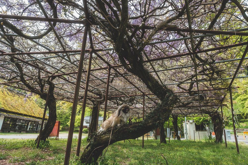 香嵐渓 一の谷6